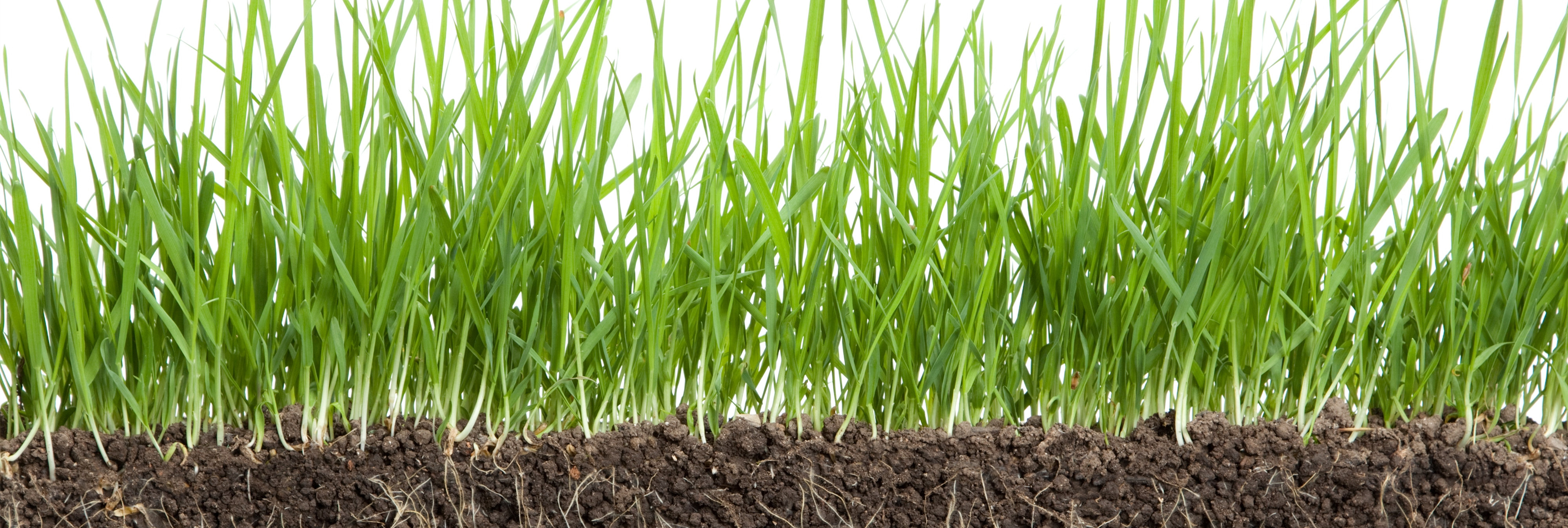 Potassium Humate Application in Agriculture