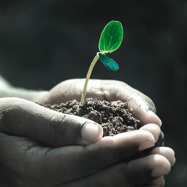 Why can humic acid increase the resistance of plants?