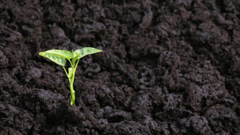 What is Humic  Acid and Fulvic Acid