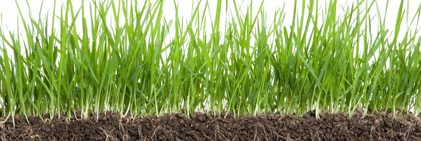 Grass roots growing in humus-rich topsoil