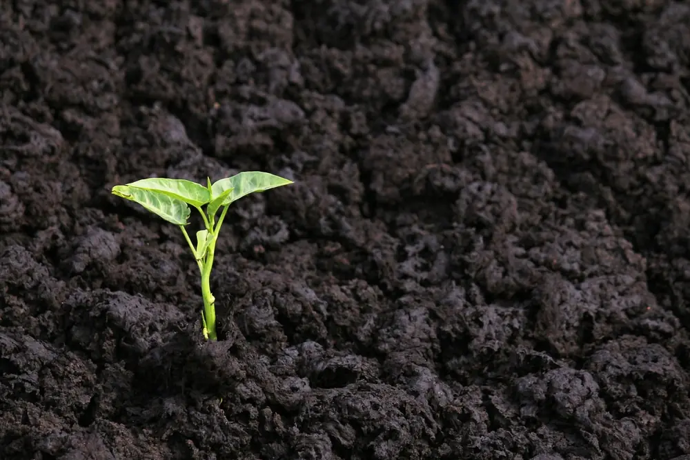 Seedling growing in dark humus-rich soil